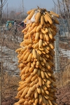秋季丰收金黄色玉米垛玉米特写