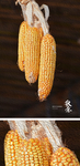 秋意油画黄色玉米油画效果
