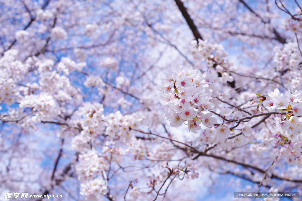 樱花