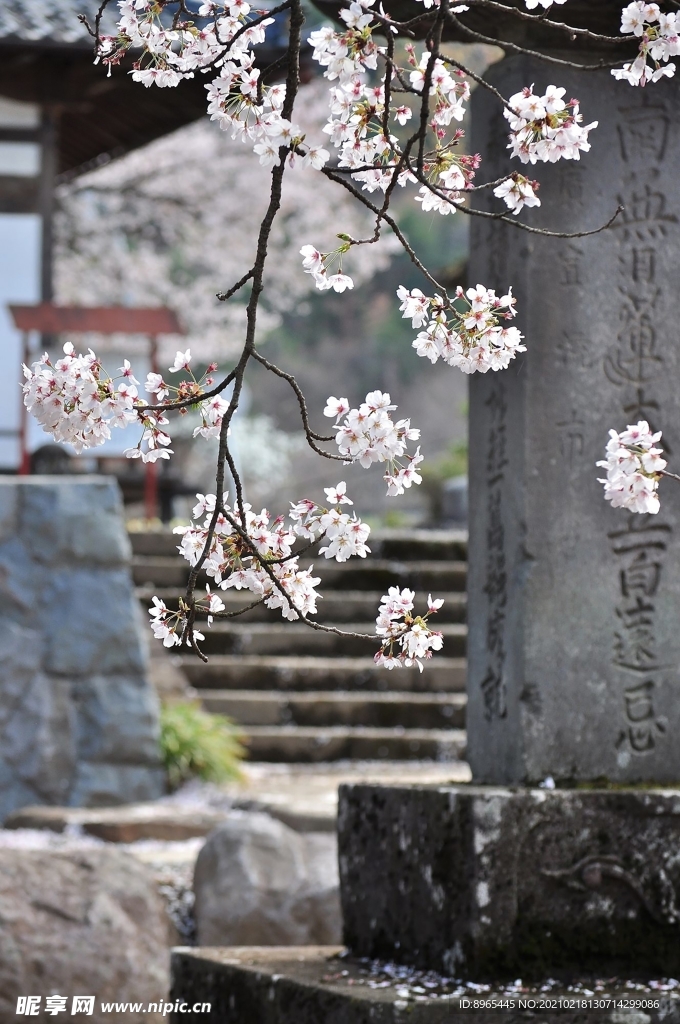 樱花