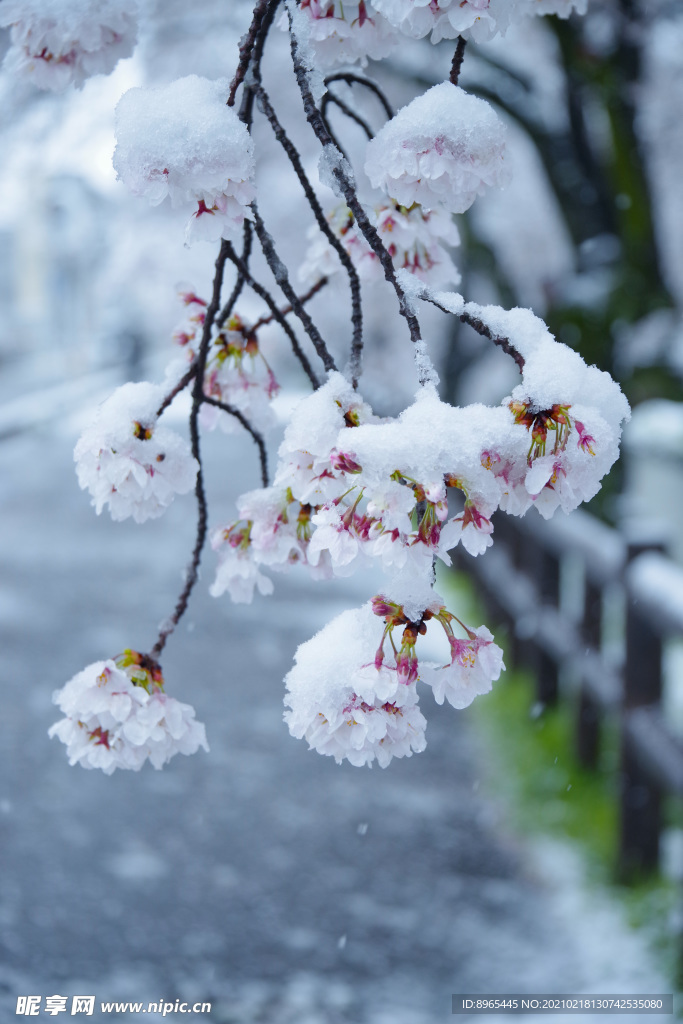 樱花