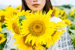 向日葵
