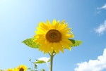 向日葵