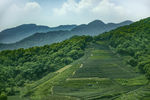 茶园风景