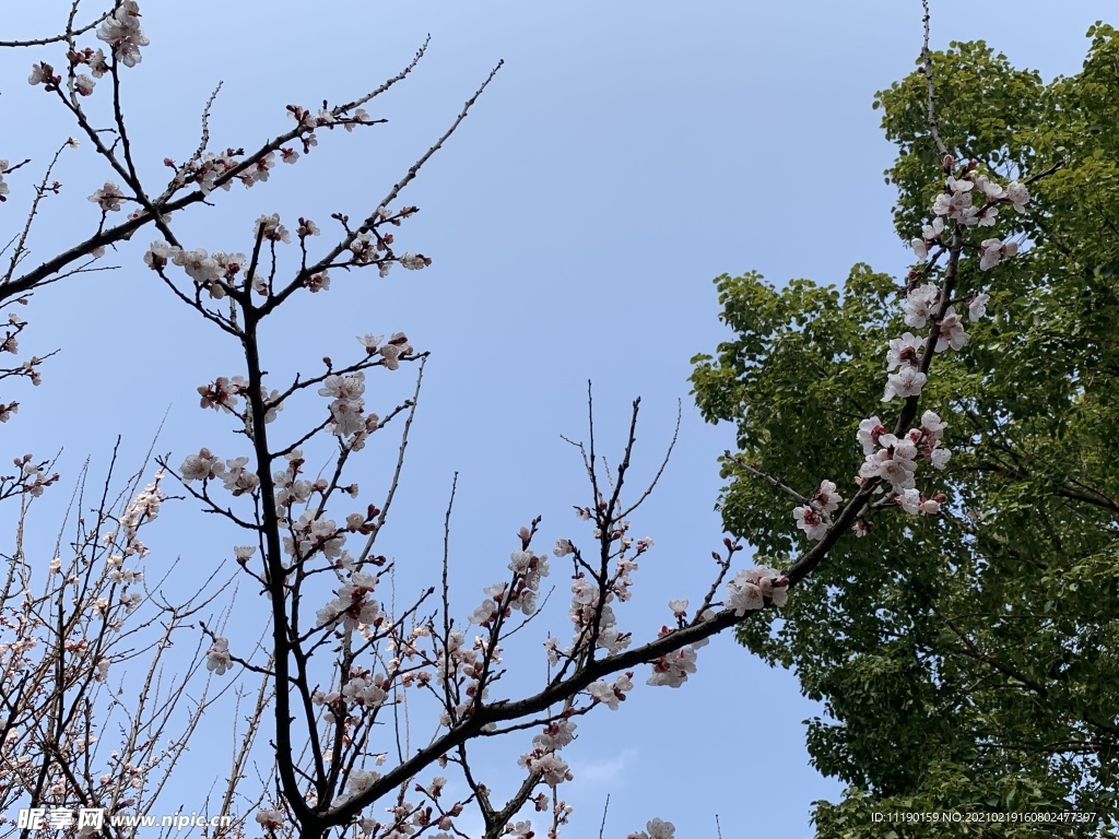 杏树花开满头