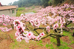 樱花 花
