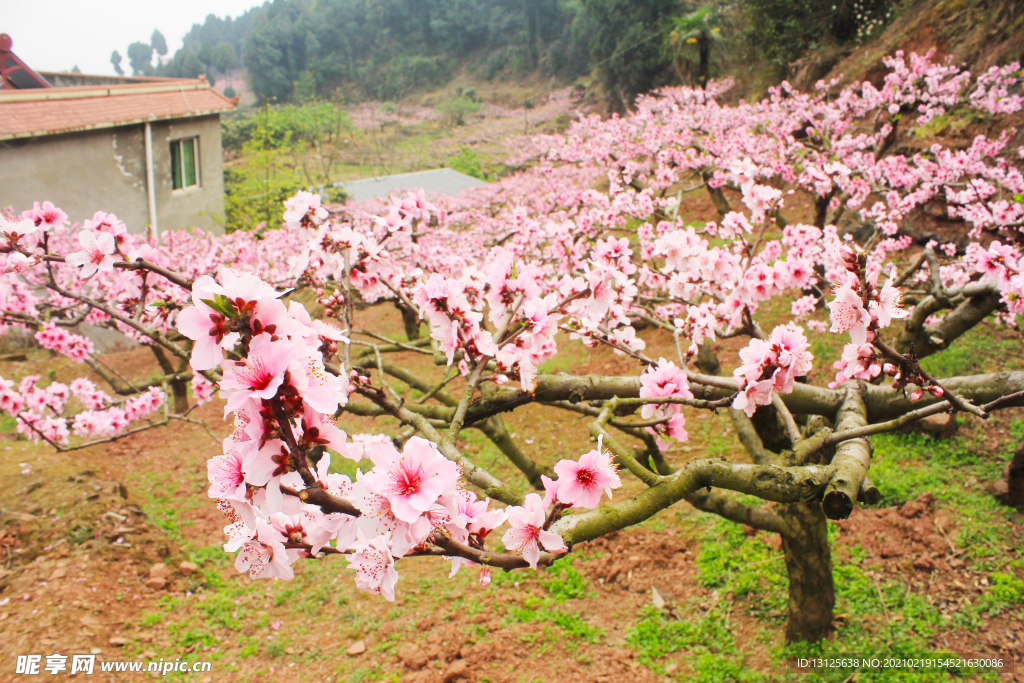 樱花 花