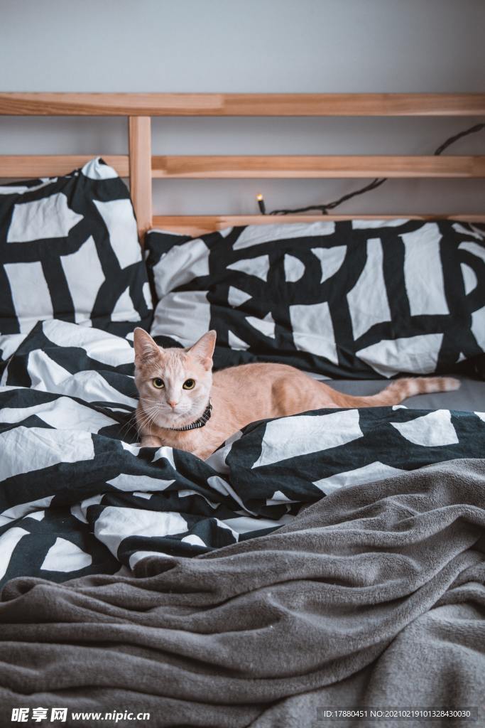 猫