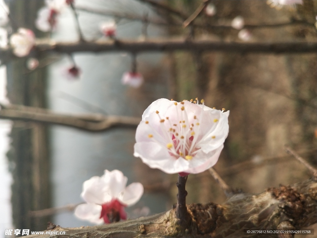 桃花 花开图片