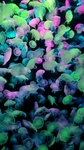 水母