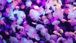 水母