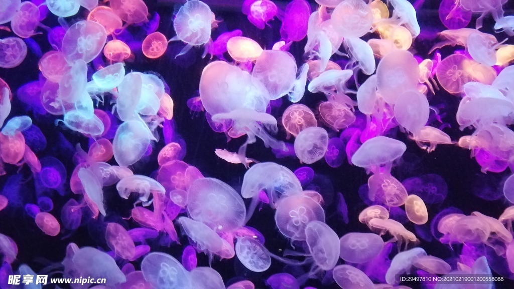 水母