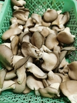 平菇