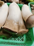 鸡腿菇
