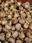 茨菇