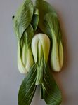 白菜