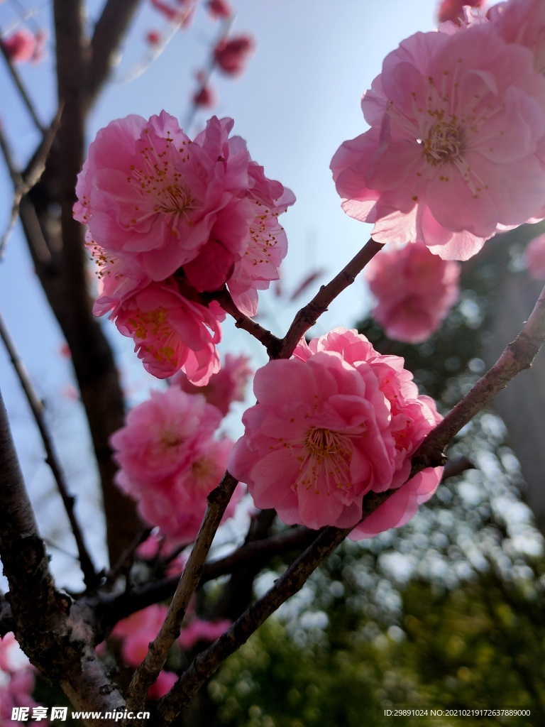 梅花
