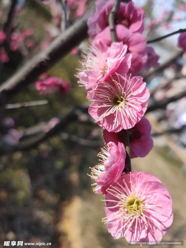 梅花
