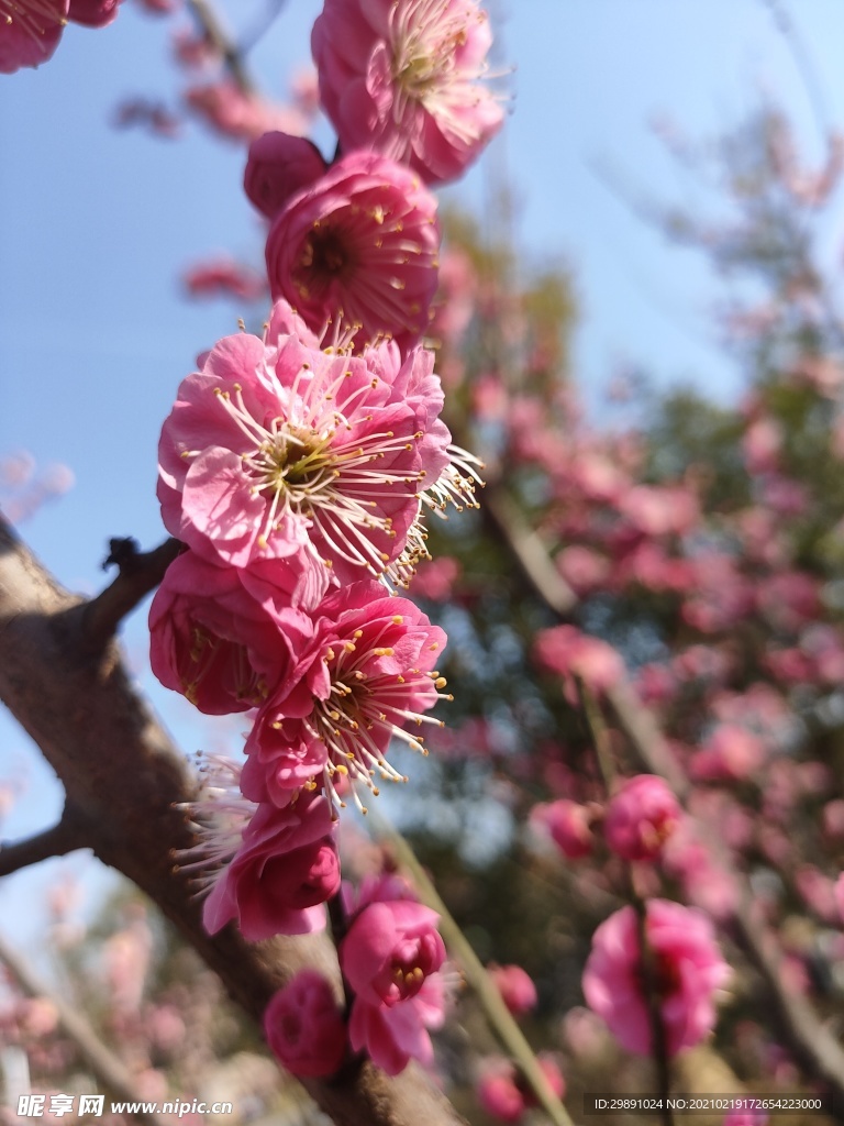 梅花