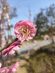 梅花