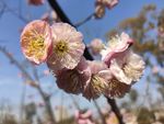 梅花