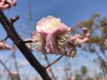 梅花