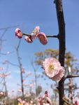 梅花