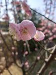 梅花