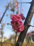 梅花