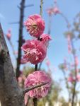 梅花