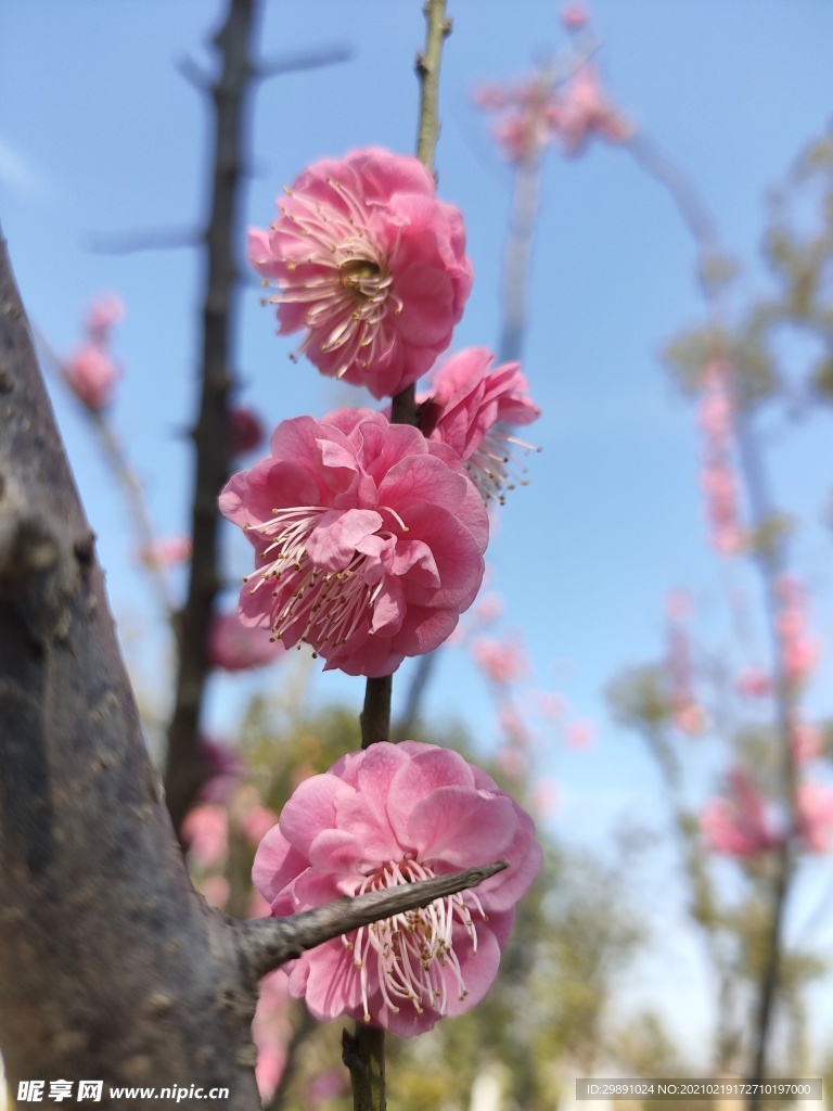 梅花