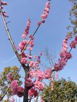 梅花