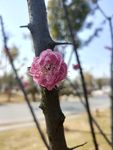 梅花