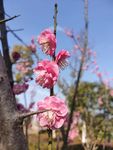 梅花
