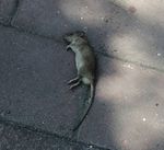 死老鼠