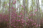 野生杜鹃花