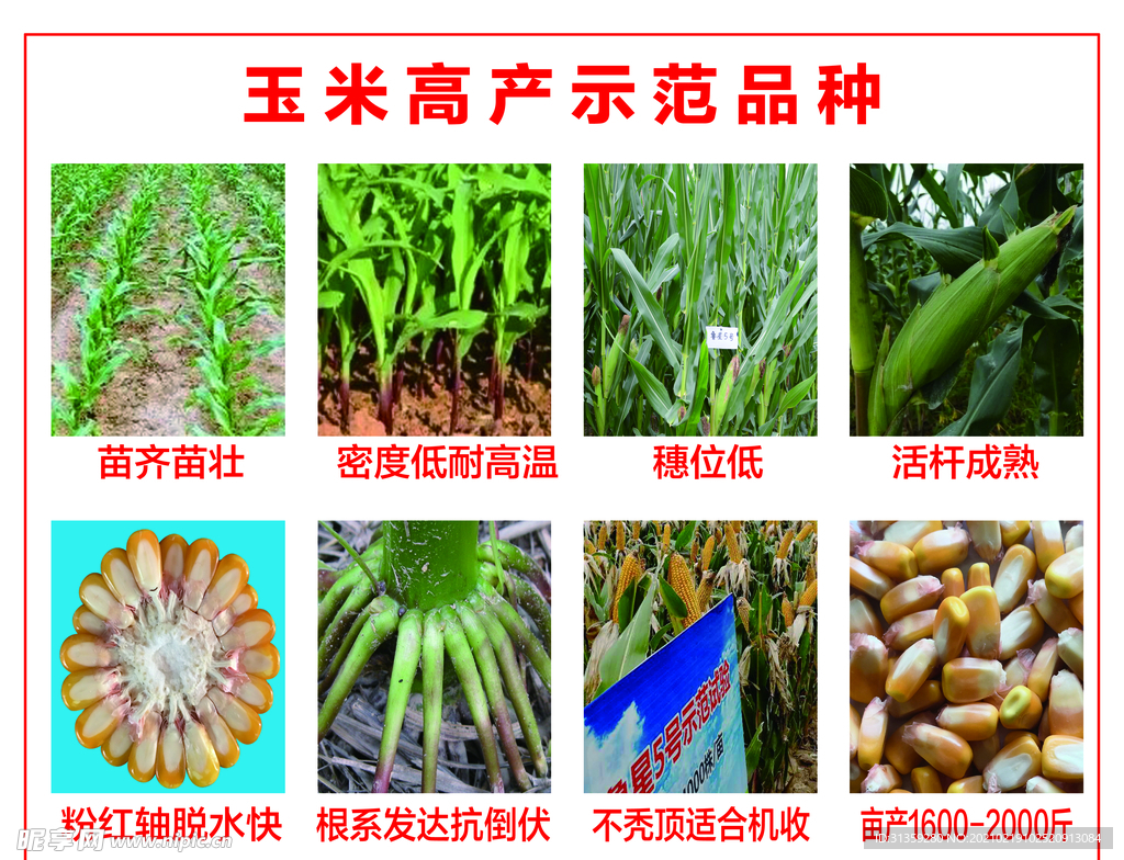 玉米高产示范品种