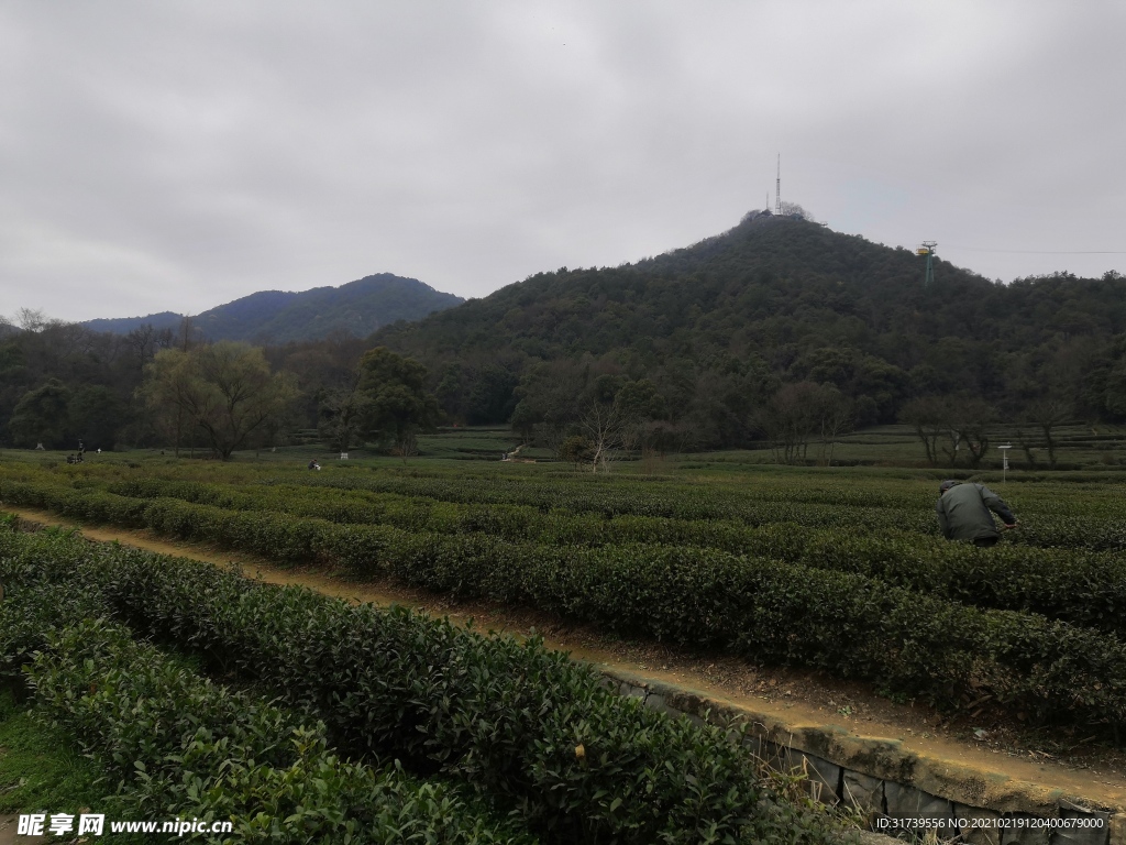 西湖龙井茶基地