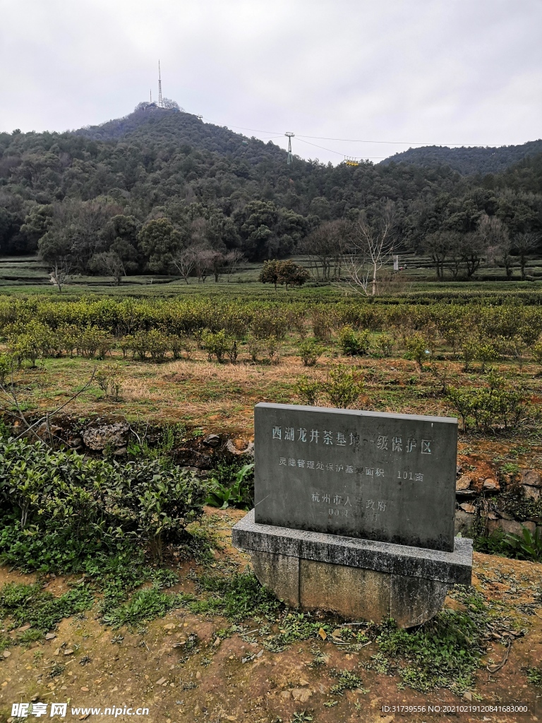 西湖龙井茶基地