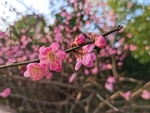 樱花一枝独秀