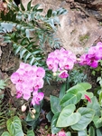 东湖兰花展