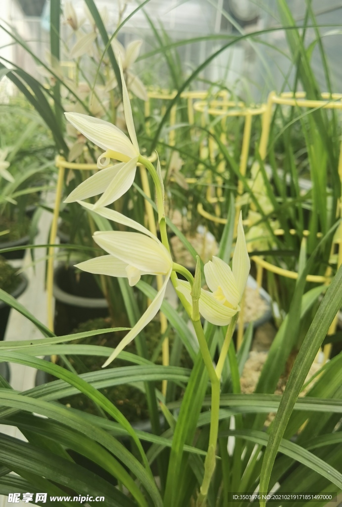 兰花