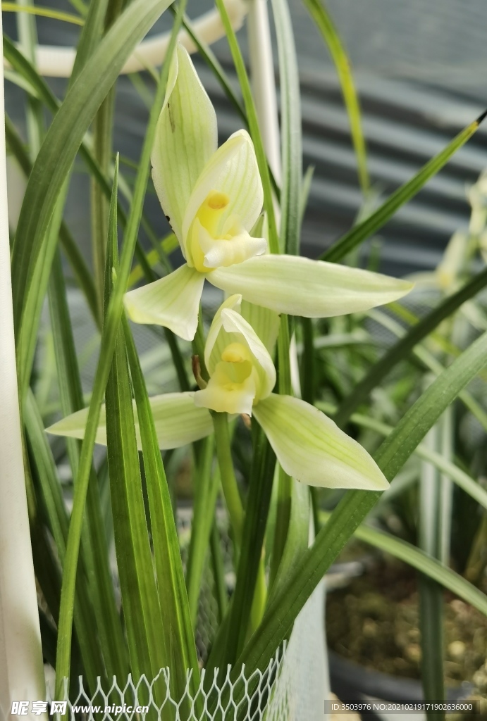 兰花