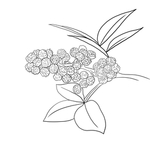 花椒