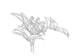 花椒