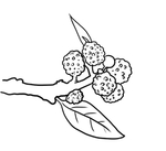 花椒