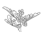花椒