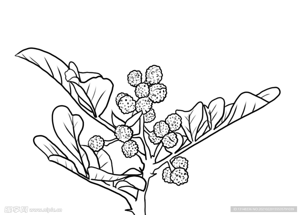 花椒