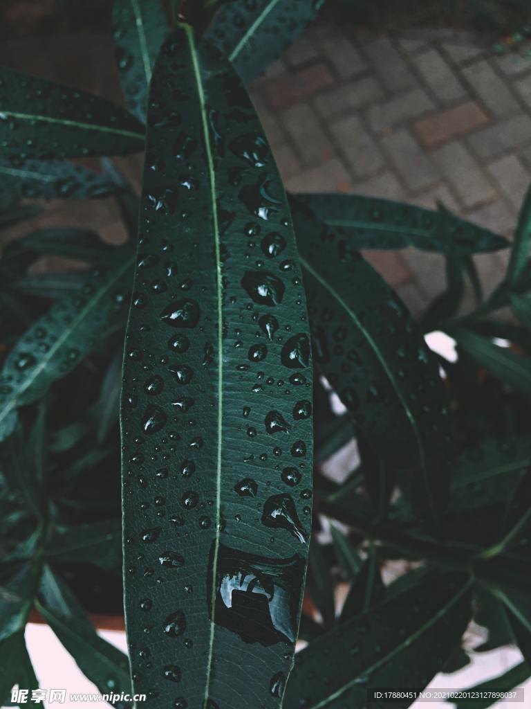 绿叶