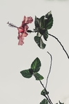 花卉